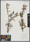 Foto von Salix alba L.